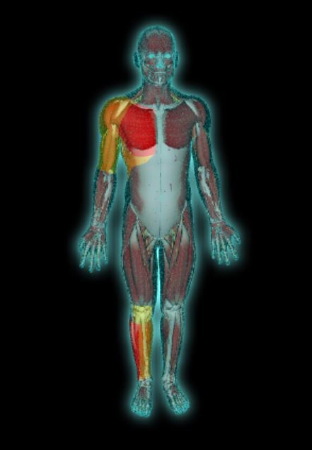 View of the interactive 3D body map